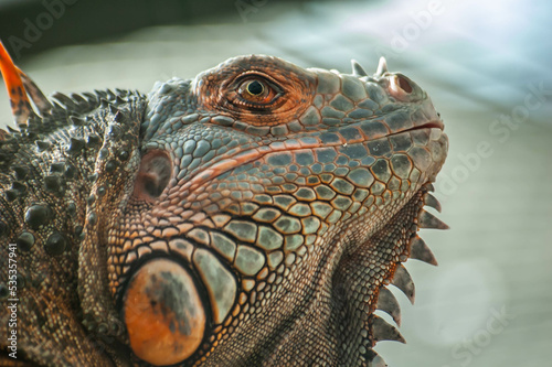 Closeup photograph of a Green Iguana at a wildlife centre