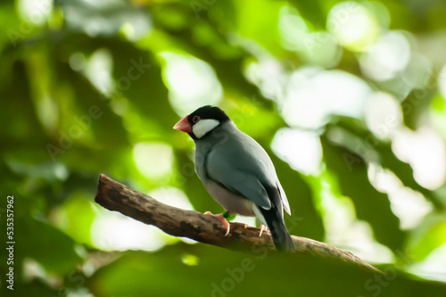 Java Sparrow at a wildlife centre in England