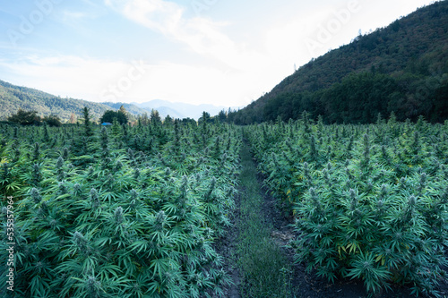 Grassy path in the middle of a cannabis crop, marijuana plants, ready for fall harvest, in Southern Oregon