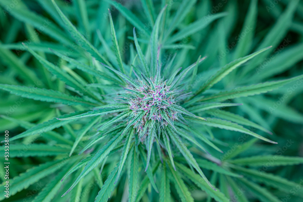 Top view of a flowering cannabis bud on a marijuana plant, hemp crop Top view of a flowering cannabis bud on a marijuana plant, hemp crop