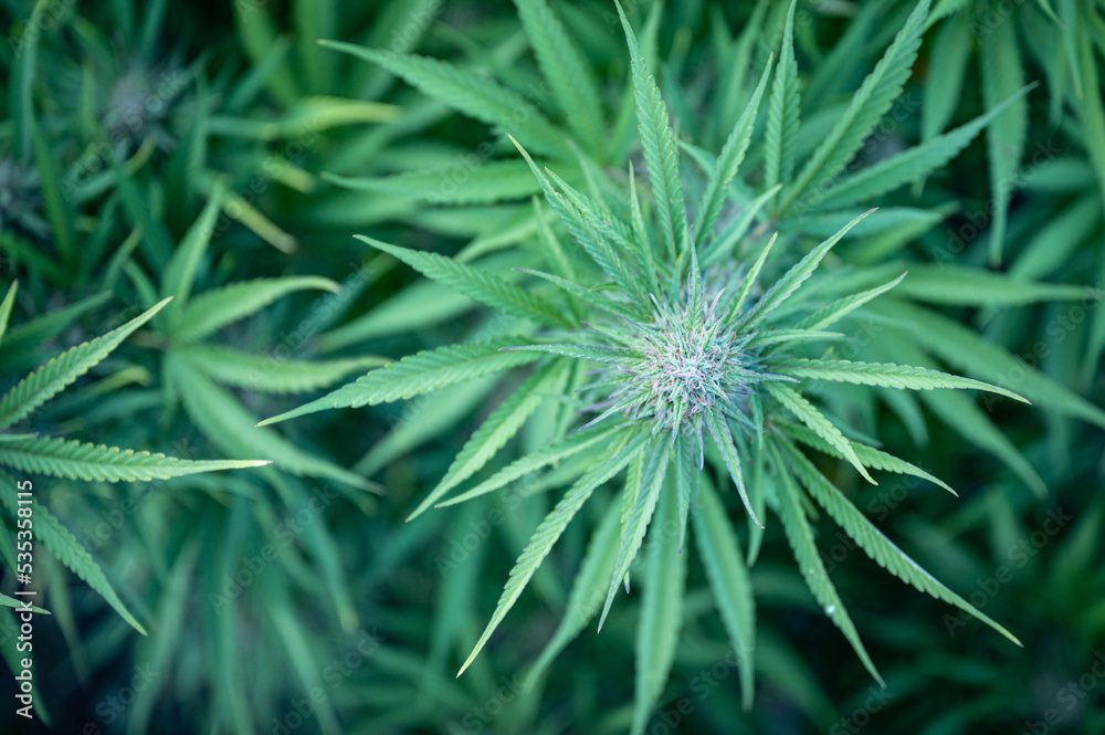 Top-down view of a flowering cannabis bud, marijuana plant, hemp Top-down view of a flowering cannabis bud, marijuana plant, hemp