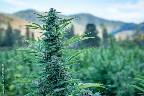 Closeup of a cannabis bud in a field of marijuana plants, hemp crop