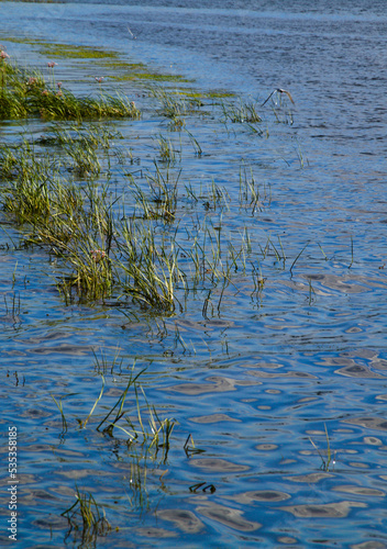 A river surface with sedge sticking out of the water. The reflection of the sky in the water on the river expanse. Ripples on the water.