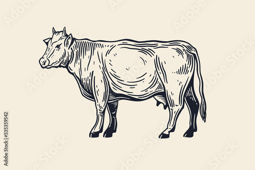Hand-drawn cow on a light background. Advertising of dairy and meat products and farms. Can be used for dairy stores, markets and menu design, packaging and labels. Vector illustration.
