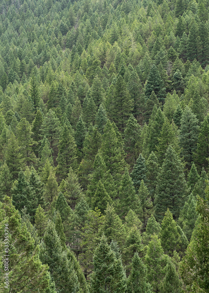 Pine Trees