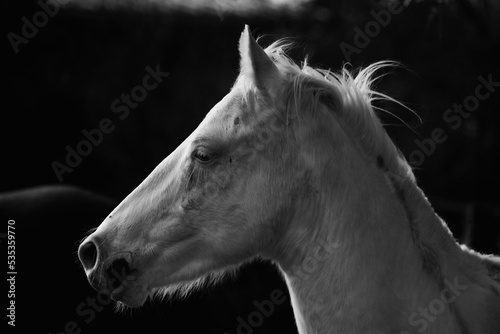 Young white horse head in black and white closeup.
