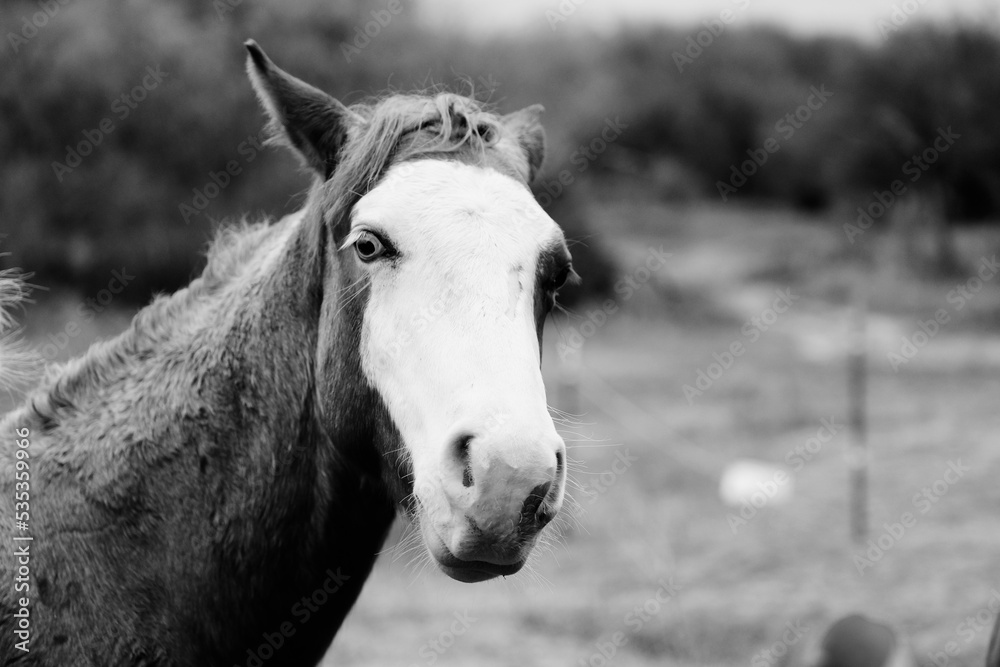 Obraz premium Bald face young horse closeup in rain weather on Texas ranch.