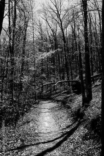 North Carolina mountains hike through woods on path in black and white.