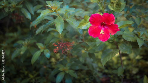 Flor Roja en jardin 