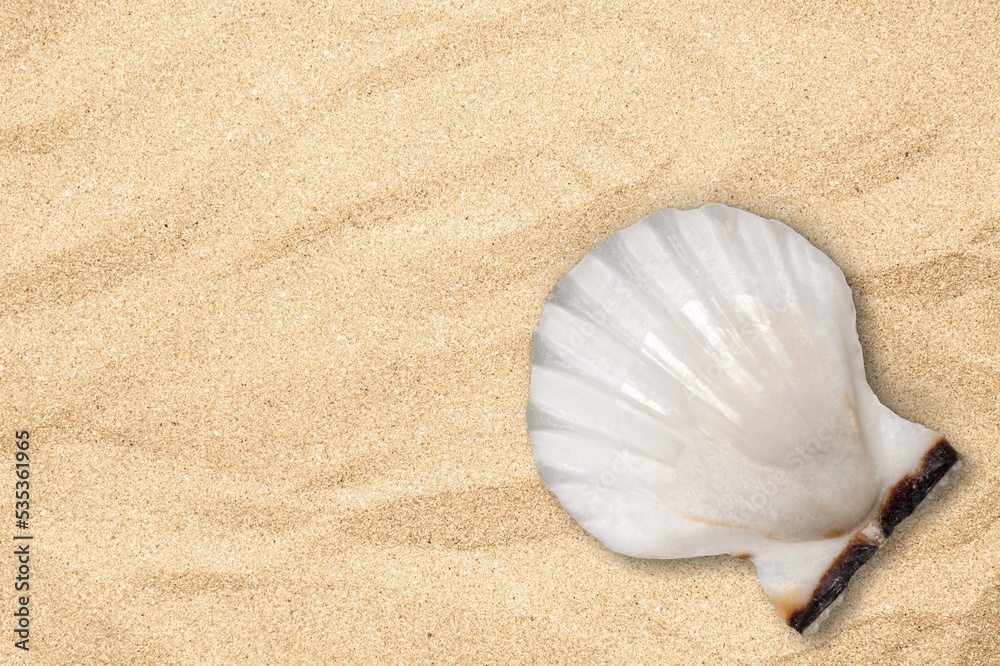 Open shell of great scallop shellfish of edible marine bivalve mollusk