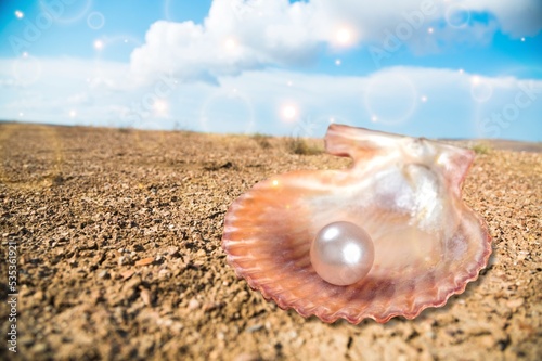 Open shell of great scallop shellfish of edible marine bivalve mollusk. Fan shaped calcareous sea clam. photo