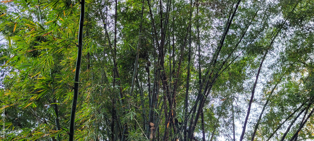 Fototapeta premium tropical tree with green leaves in the woods