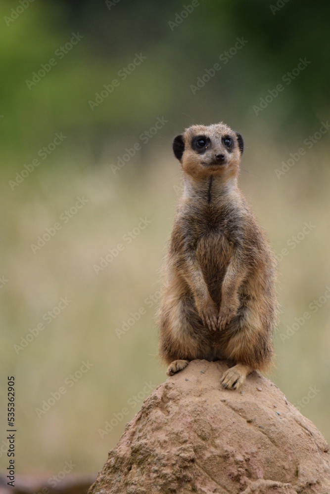 meerkat (Suricata suricatta) patrolling on stone meerkat (Suricata suricatta) patrolling on stone