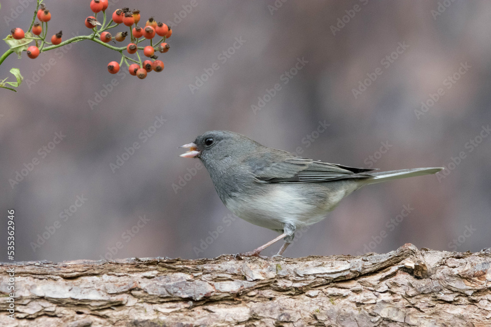 Snowbird, or Dark Eyed Junco.