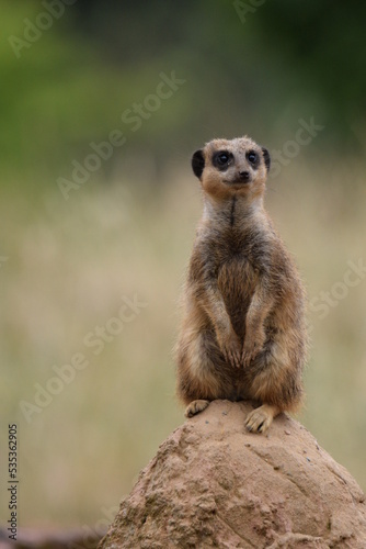 meerkat (Suricata suricatta) patrolling on stone
