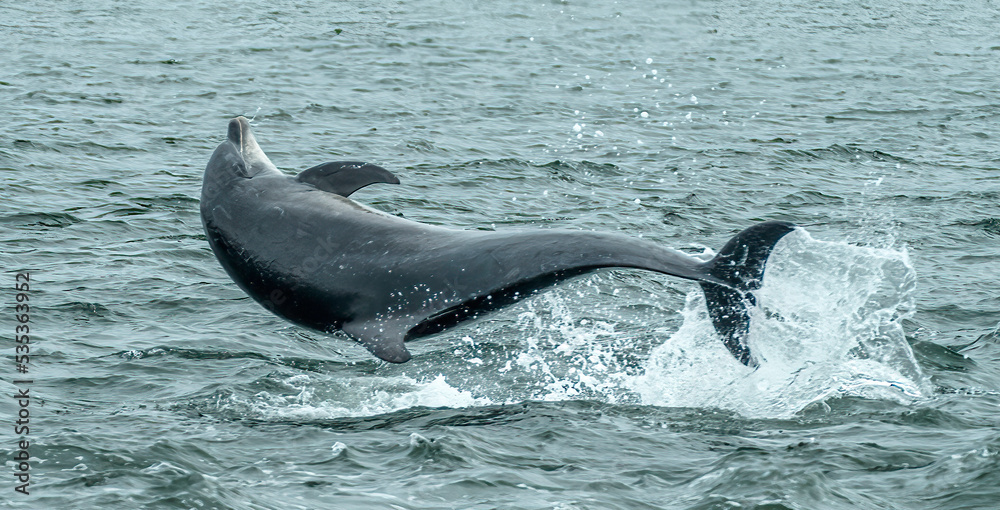 Obraz premium two dolphins jumping