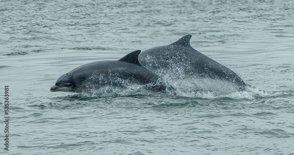 Fototapeta premium dolphin in the water