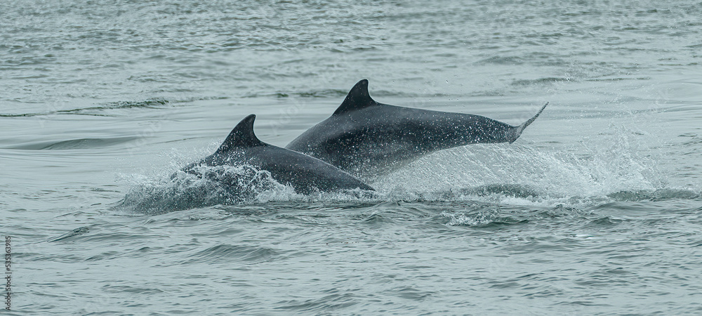 Fototapeta premium dolphin