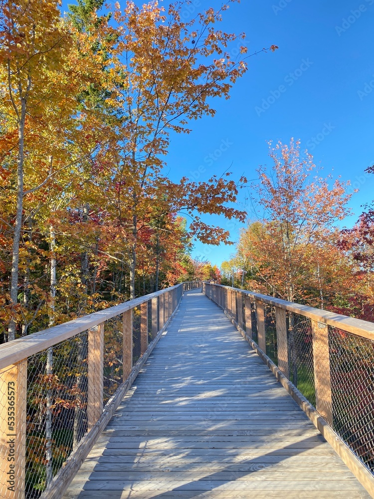 Wooden bridge in the forest. Footpath in the wood. Autumn in the park. Forest trail on a beautiful day in late summer, early fall. Wooden walkways, hiking trail. Sunlight through the colored leaves.