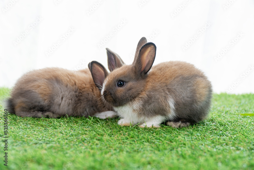 Adorable baby rabbits ears bunny sitting together on the green grass. Family tiny furry baby brown white bunny rabbits playful on the meadow. Easter family animal pet bunny concept. Adorable baby rabbits ears bunny sitting together on the green grass. Family tiny furry baby brown white bunny rabbits playful on the meadow. Easter family animal pet bunny concept.