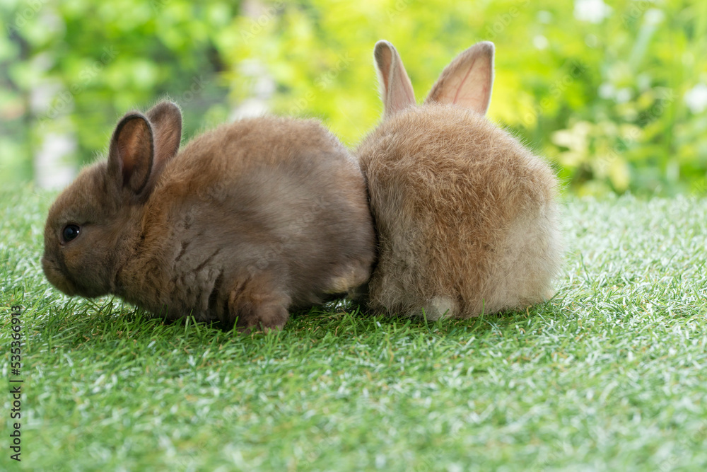 Adorable rabbits cuddly bunny looking at something sitting on green grass over bokeh nature background. Back off two baby brown bunny furry rabbits playful on green meadow. Easter animal pets concept.