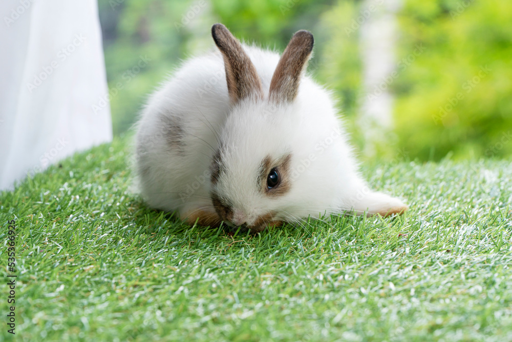 Fluffy rabbit easter bunny sitting on green grass over spring summer background. Infant dwarf bunny brown white rabbit playful on lawn with white background. Cute animal furry pet concept. Fluffy rabbit easter bunny sitting on green grass over spring summer background. Infant dwarf bunny brown white rabbit playful on lawn with white background. Cute animal furry pet concept.