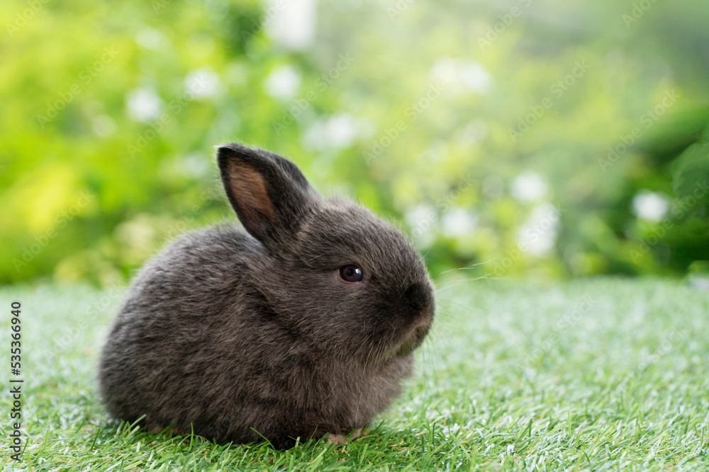 Adorable fluffy baby bunny rabbit sitting on green grass over natural background. Furry cute wild-animal single spring time at outdoor. Lovely fur baby rabbit bunny on meadow.Easter animal pet Adorable fluffy baby bunny rabbit sitting on green grass over natural background. Furry cute wild-animal single spring time at outdoor. Lovely fur baby rabbit bunny on meadow.Easter animal pet