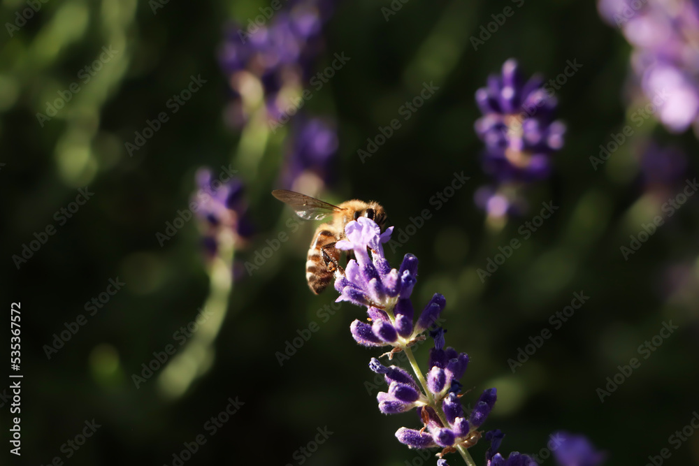 Closeup view of beautiful lavender with bee in field on sunny day Closeup view of beautiful lavender with bee in field on sunny day