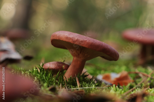 Beautiful lactarius mushrooms growing in forest on autumn day, closeup