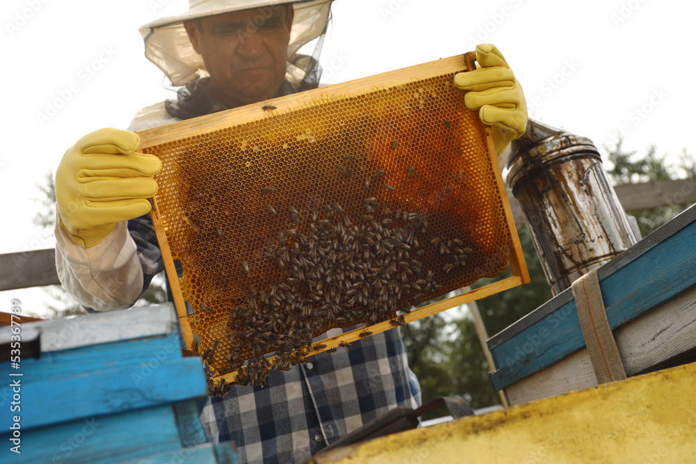 Beekeeper with hive frame at apiary. Harvesting honey Beekeeper with hive frame at apiary. Harvesting honey