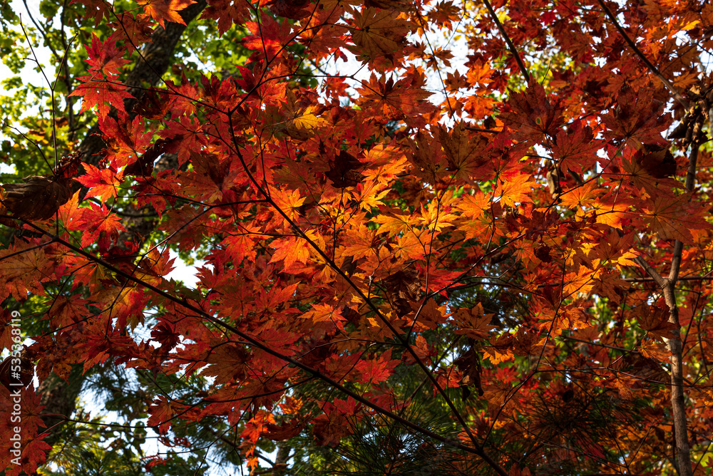 Tranquil scene of autumn red leafs on background Tranquil scene of autumn red leafs on background