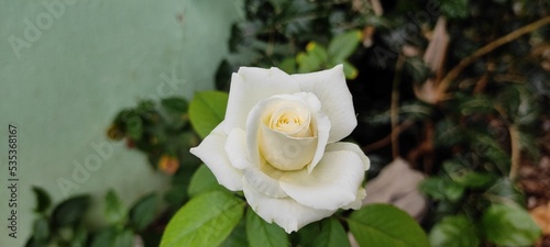 Selective focus of white rose in blurred background