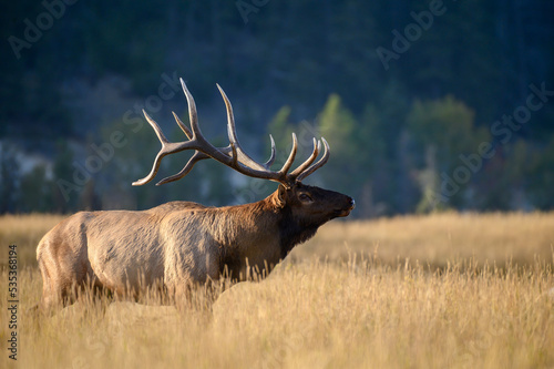 A large bull elk standing in the fall grasses