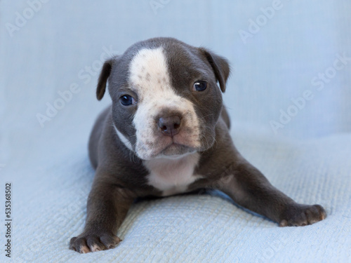 Fototapeta Naklejka Na Ścianę i Meble -  Selective focus closeup of dark grey American Bully three-week old puppy on a couch with pale blue background