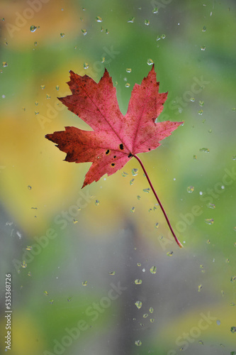 Lonely leaf (2)