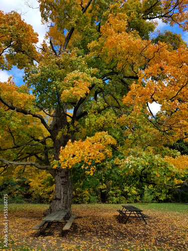 Old oak tree with green yellow leaves (2)