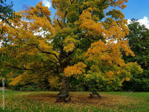 Old oak tree with green yellow leaves (3)