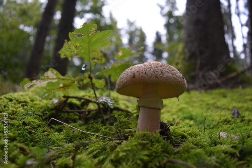 Mushroom growing on moss in the forest