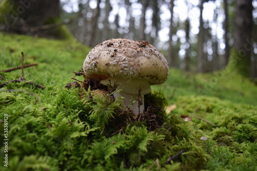 Mushroom growing in the forest moss 