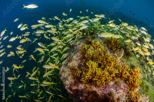 Fototapeta Naklejka Na Ścianę i Meble -  A bluestriped grunt fish shoal in Fernando de Noronha sea. Marine life. Scuba diving. Brazil