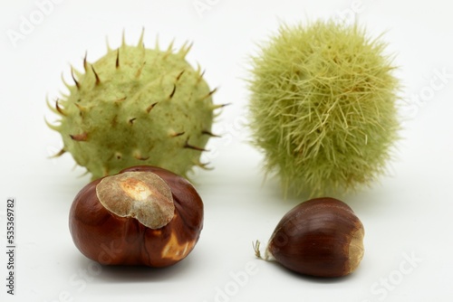 Diferencia entre castaña no comestible, fruto de los castaños de indias Aesculus hippocastanum, y castaña comestible, fruto del Castaño sativa photo