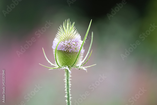 The head of a teasel flower with a ring of tiny pink flowers around the top of the flower. The seed head is oval shaped with leaf-like bracts at the base of the long stem. The background is blurred.  photo