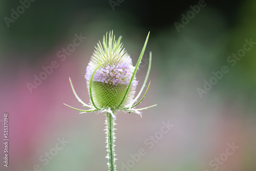 The head of a teasel flower with a ring of tiny pink flowers around the top of the flower. The seed head is oval shaped with leaf-like bracts at the base of the long stem. The background is blurred. 