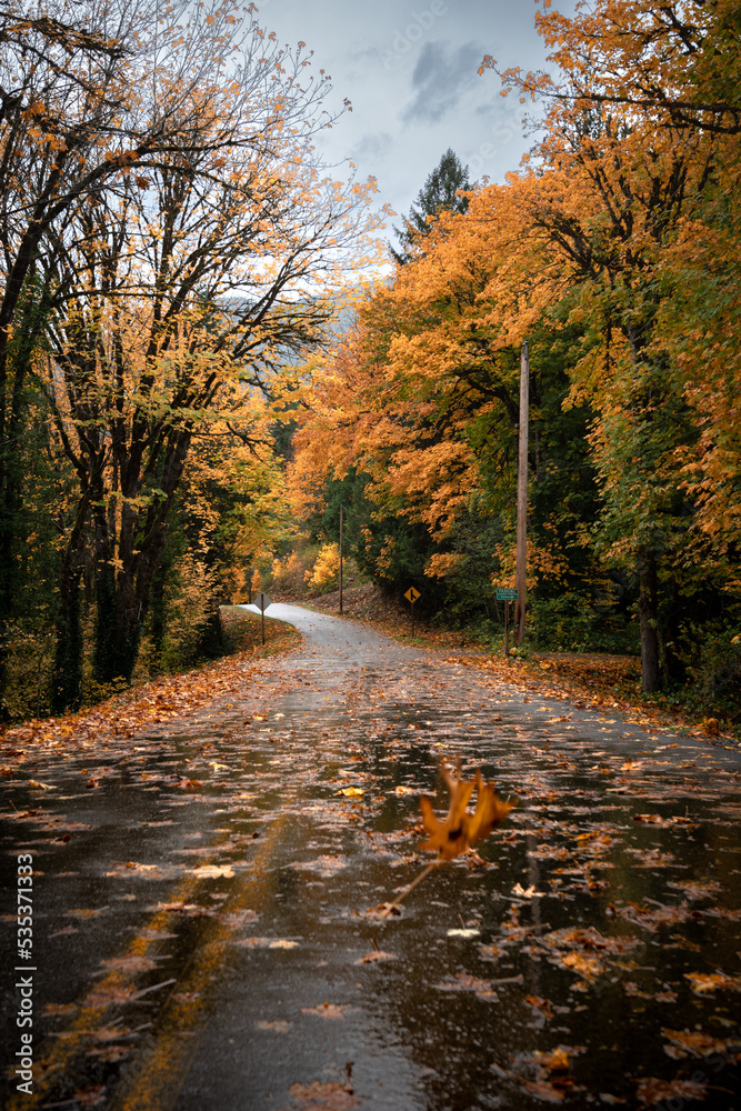 Obraz premium Autumn leaf falling onto a road lined with the trees of the Olympic Forest, bearing colorful fall leaves, on a cloudy, rainy day