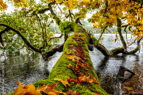 Giant maple tree covered in colorful fall leaves, lying over a lake, its branches dipping into the water, in the Olympic Forest, in Washington state