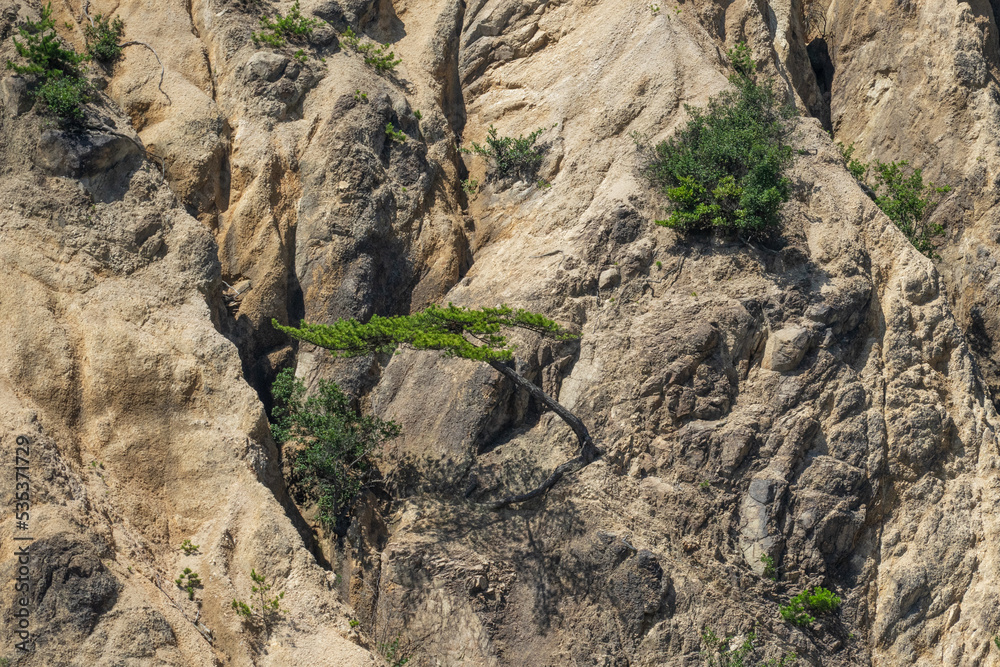 Trees growing sideways on rocks Trees growing sideways on rocks