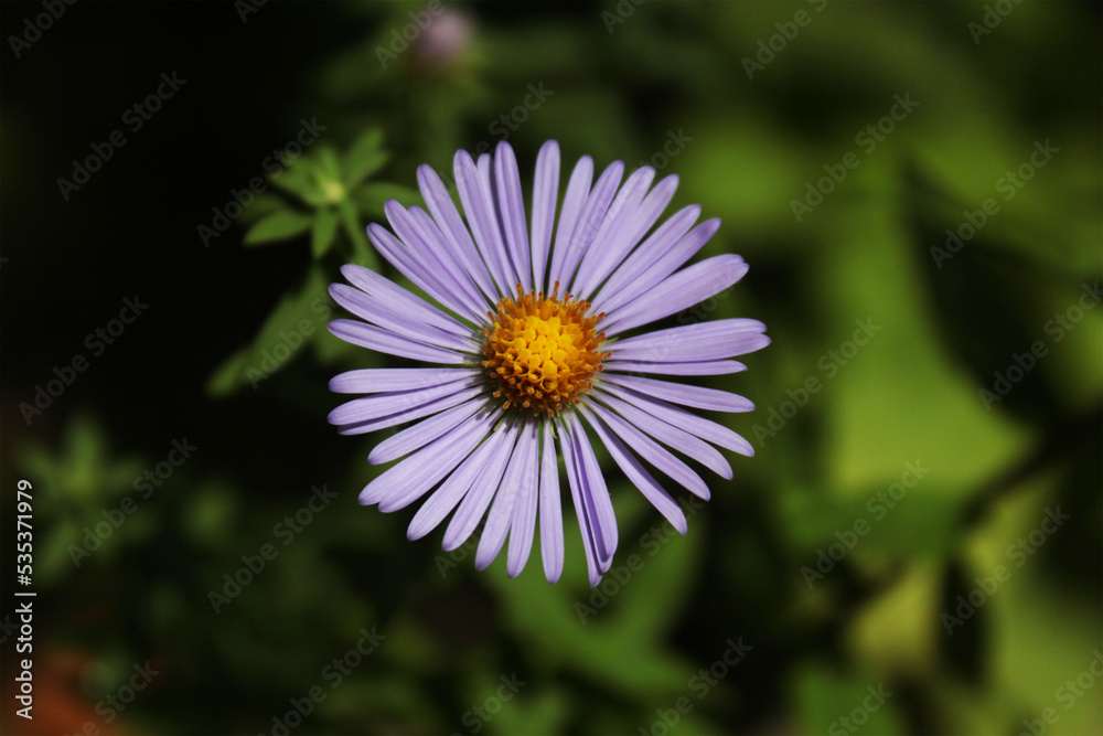 Flowers cosmos lilac on a beautiful sunny background
. Flowers cosmos lilac on a beautiful sunny background
.