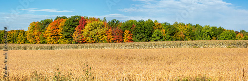 Wisconsin corn, soybeans and colorful autamn trees in October photo