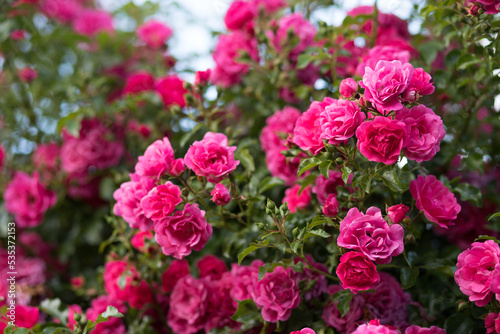 Beautiful bush of a pink climbing rose in bloom on a sunny sky background.