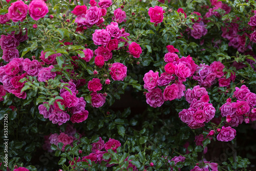 View of the bautiful bush of a pink climbing roses in bloom. Perfect photo wallpaper or background.